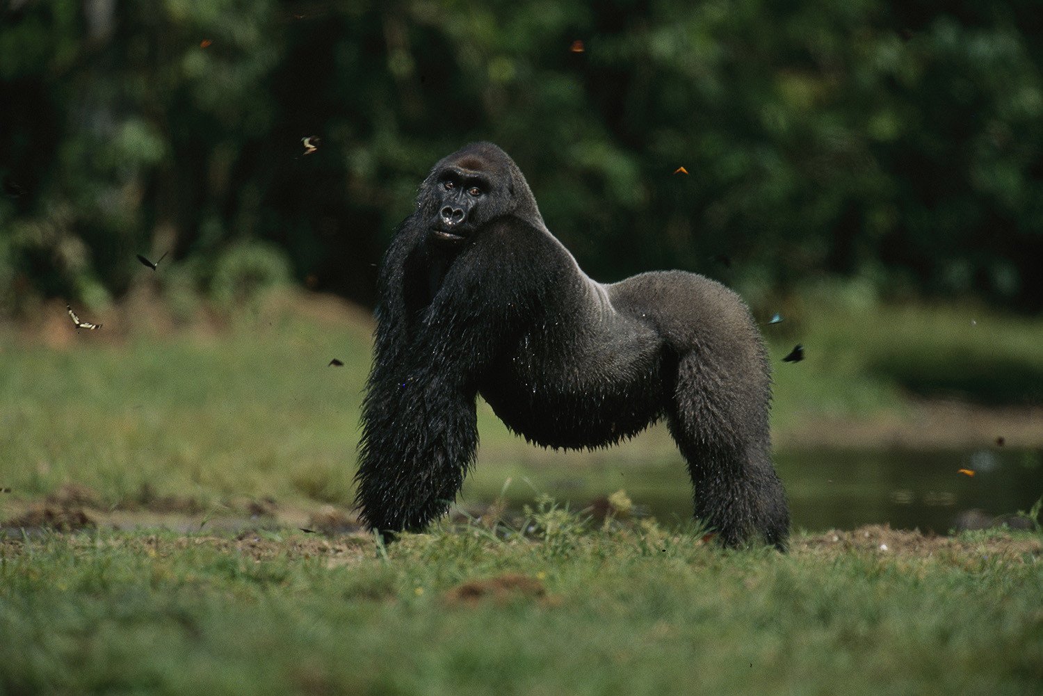 N47 - 100 photos de National Geographic
