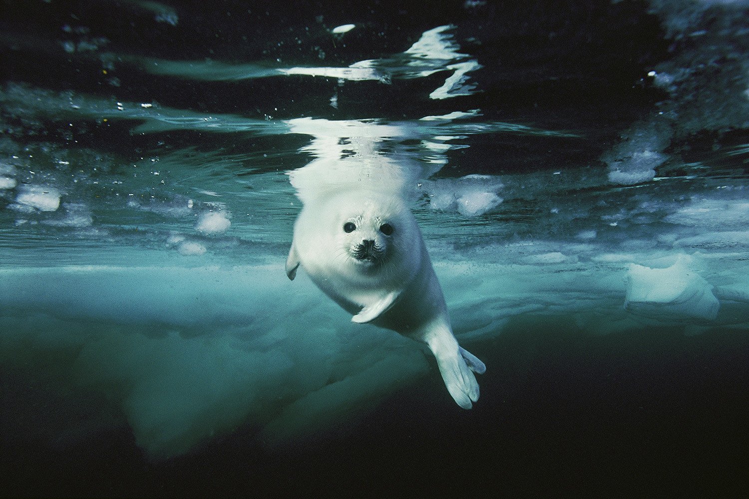 N47 - 100 photos de National Geographic