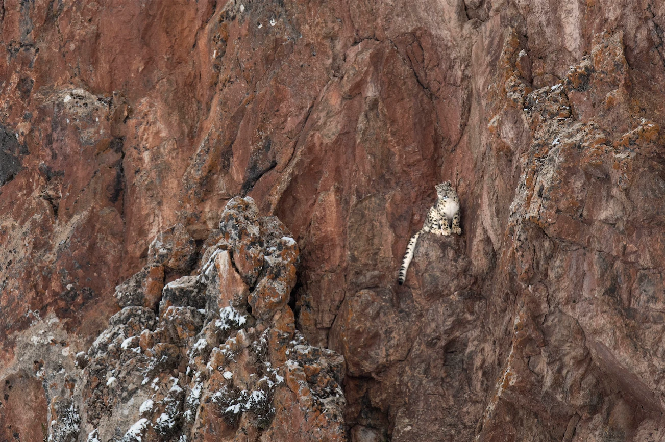 N59 - 100 Photos de Vincent Munier pour la liberté de la presse