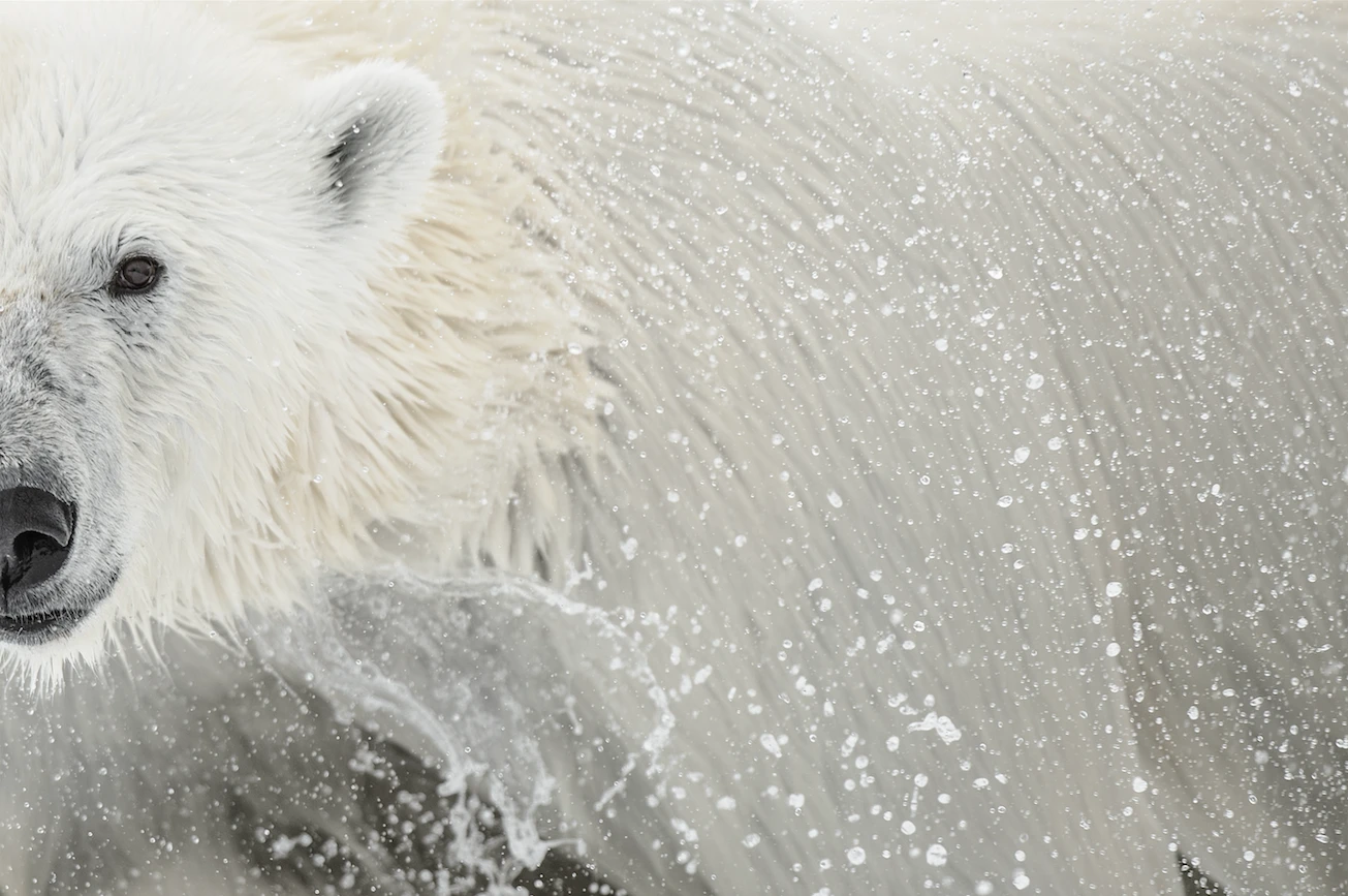 N59 - 100 Photos de Vincent Munier pour la liberté de la presse