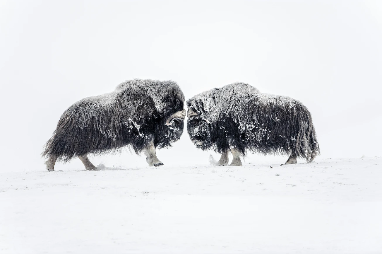N59 - 100 Photos de Vincent Munier pour la liberté de la presse