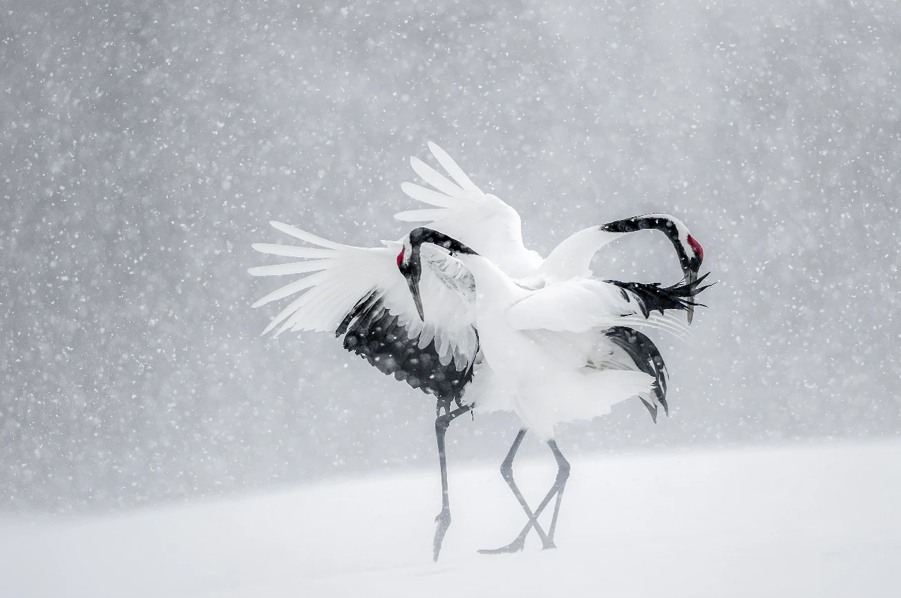 N59 - 100 Photos de Vincent Munier pour la liberté de la presse
