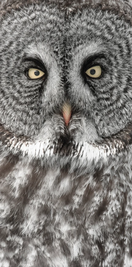 N59 - 100 Photos de Vincent Munier pour la liberté de la presse