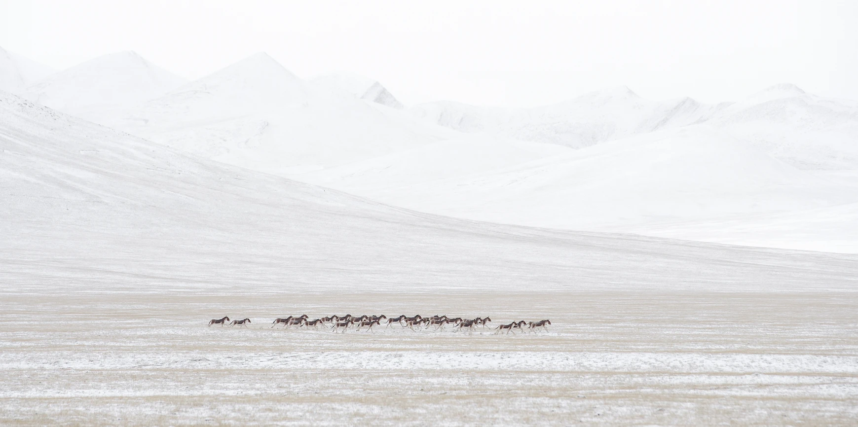 N59 - 100 Photos de Vincent Munier pour la liberté de la presse