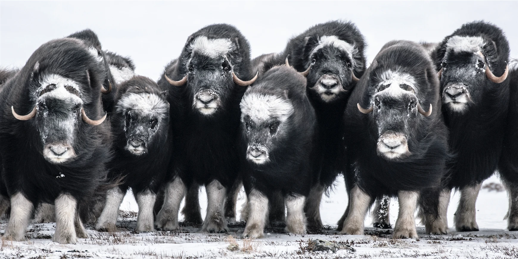 N59 - 100 Photos de Vincent Munier pour la liberté de la presse