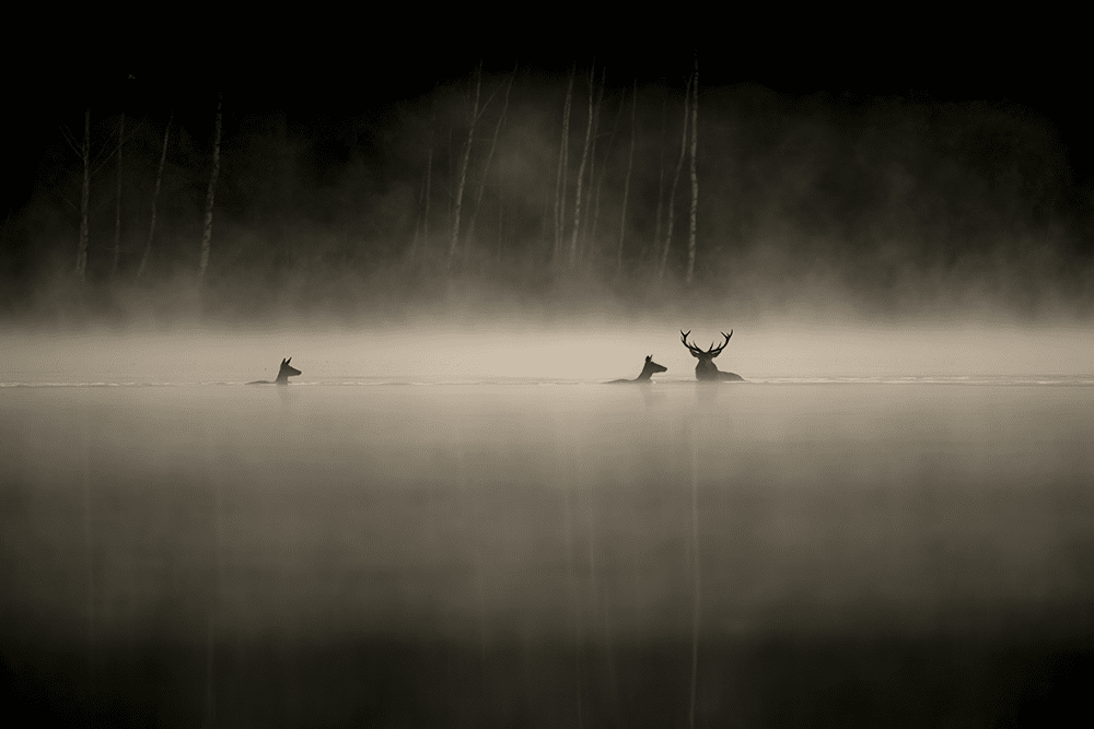 Cerfs élaphes, Marne, 2022