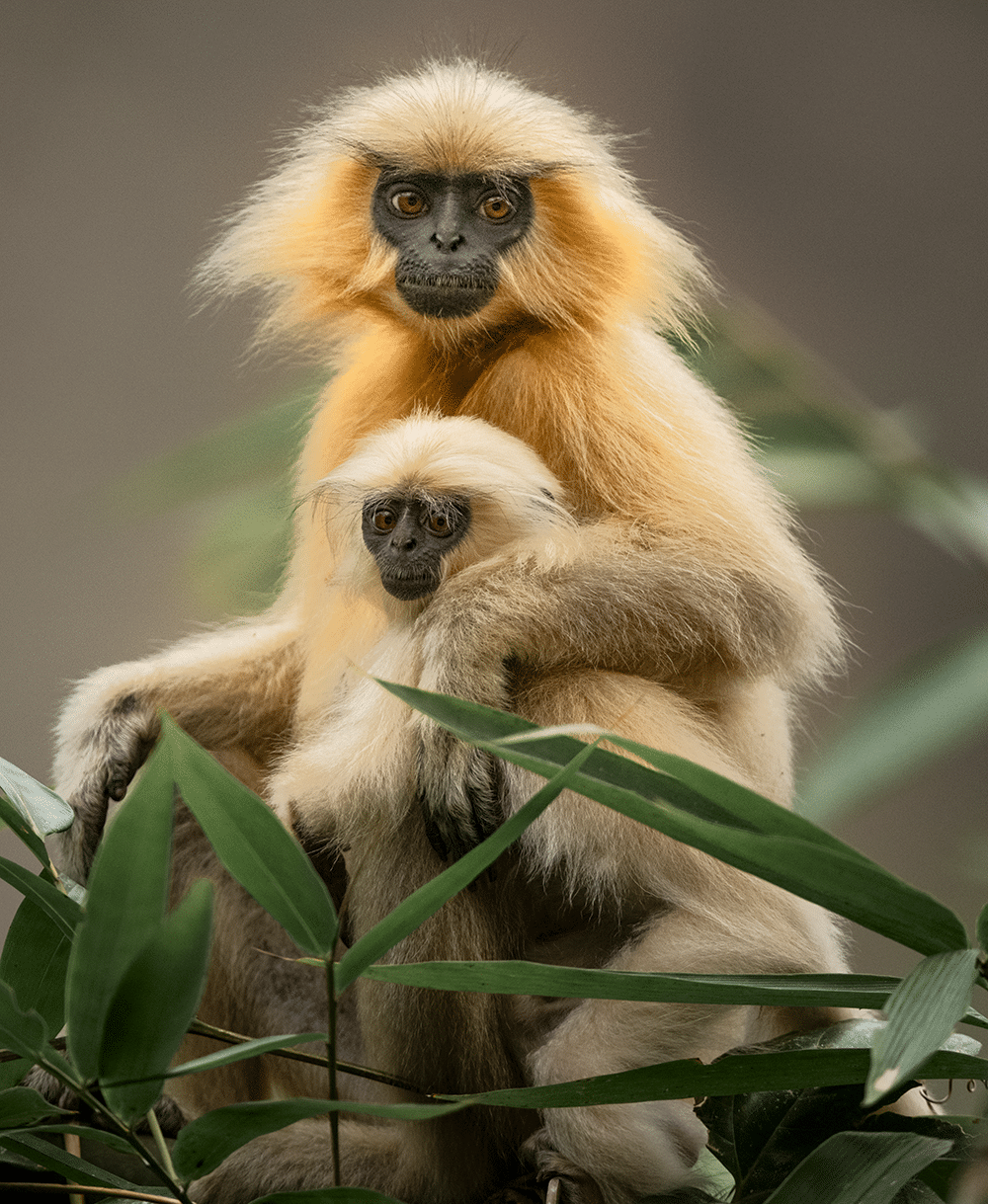 Langurs dorés, Bhoutan, 2025