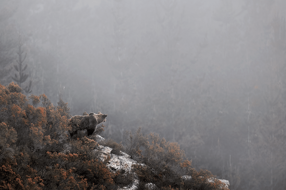 Ours brun, Asturies, Espagne, 2017