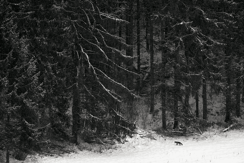 Renard roux, Jura, 2015