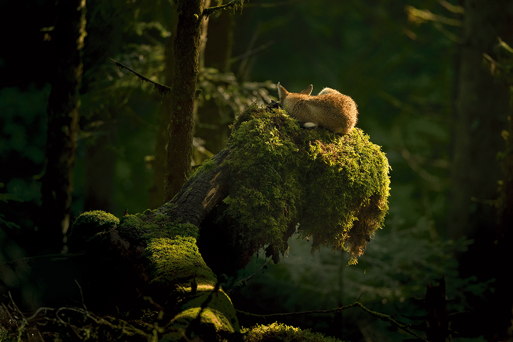 Renard roux, Vosges, 2019