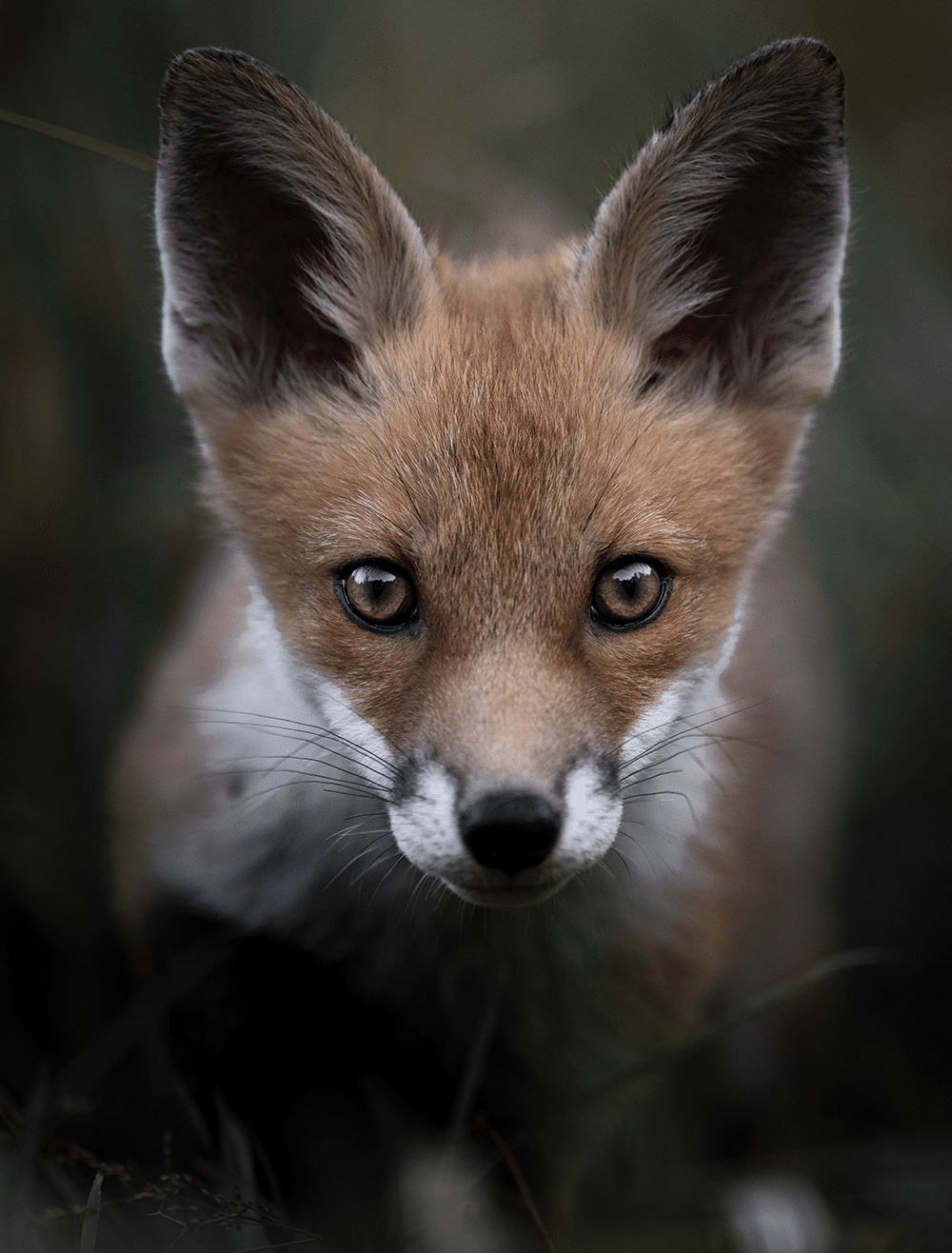 Renard roux, Vosges, 2022