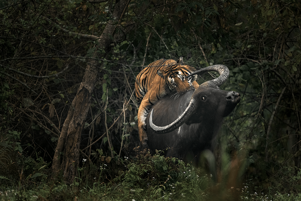 Tigre du Bengale attaquant un buffle sauvage d'Asie, Bhoutan, 2025